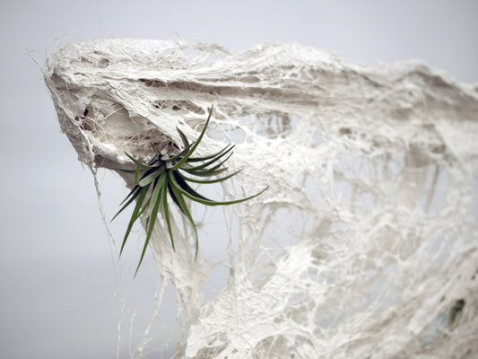 Sculpture organique en plâtre, sisal & tillandsia – Installation contemporaine (2024) | Meubles d'Or